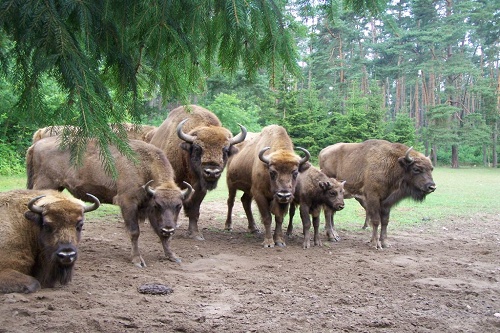 Salzhuetten